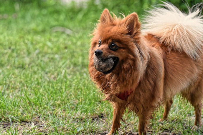 Le Spitz Nain La Spa Societe Protectrice Des Animaux
