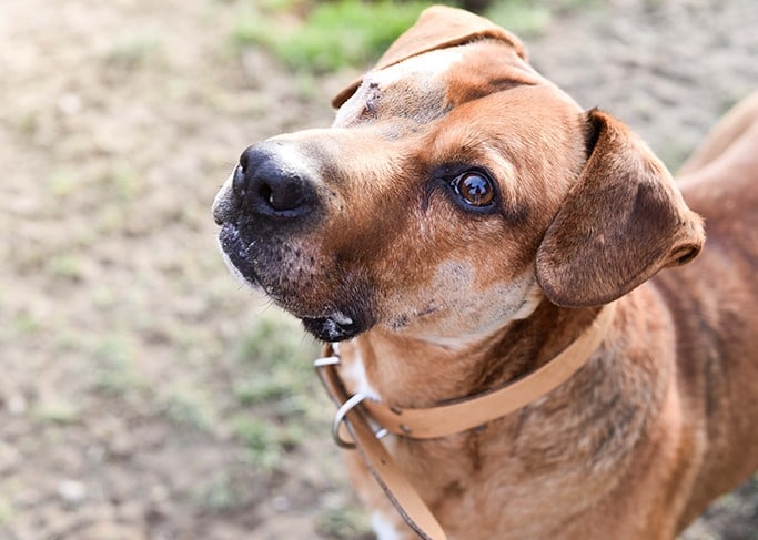 Le dispositif d’adoption SOS | La SPA, Société Protectrice des Animaux