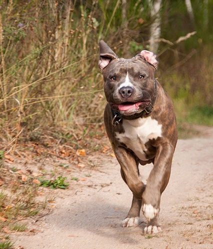 L American Staffordshire Terrier La Spa Societe Protectrice Des Animaux L American Staffordshire Terrier La Spa Societe Protectrice Des Animaux