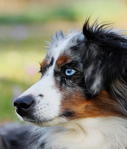 Le Berger Australien La Spa Societe Protectrice Des Animaux Le Berger Australien La Spa Societe Protectrice Des Animaux