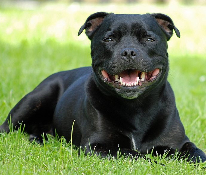 Le Staffordshire Bull Terrier La Spa Societe Protectrice Des Animaux