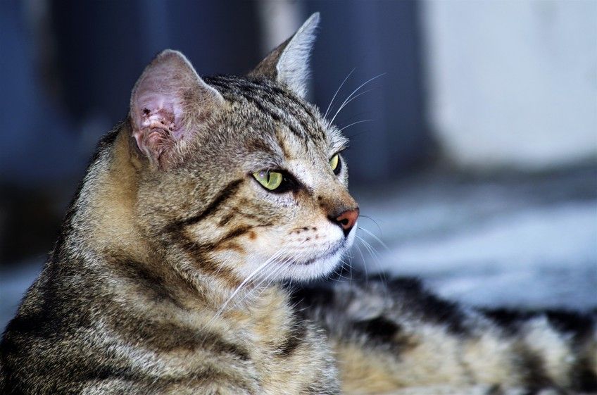 Le Chat Europeen