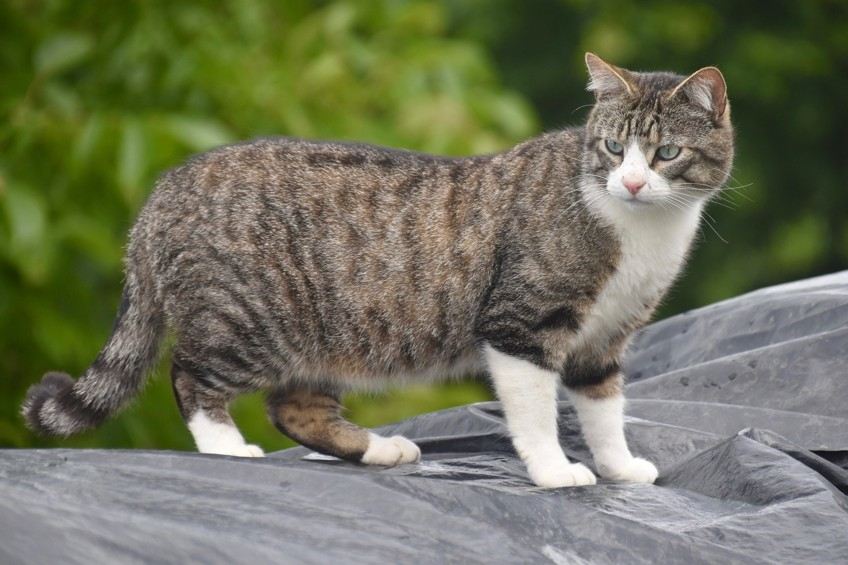 Le Chat Europeen