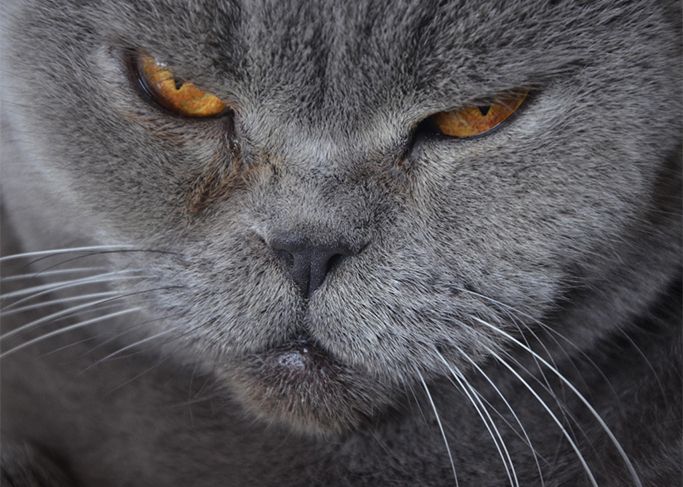 Pourquoi Adopter Un Chat Vieux Malade Ou Malade Et Vieux La Spa