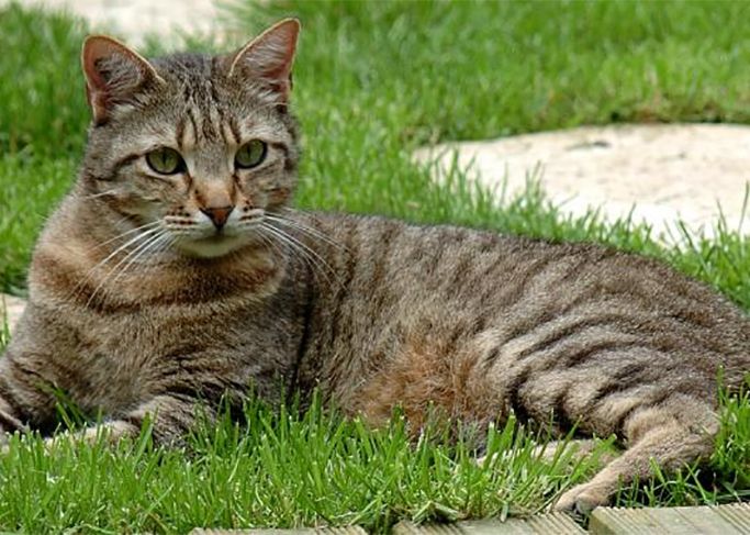 Un chat