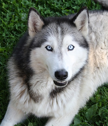 Le Husky La Spa Societe Protectrice Des Animaux