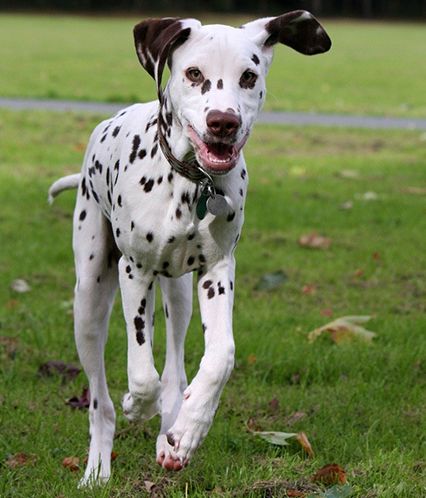 Le Dalmatien La Spa Societe Protectrice Des Animaux