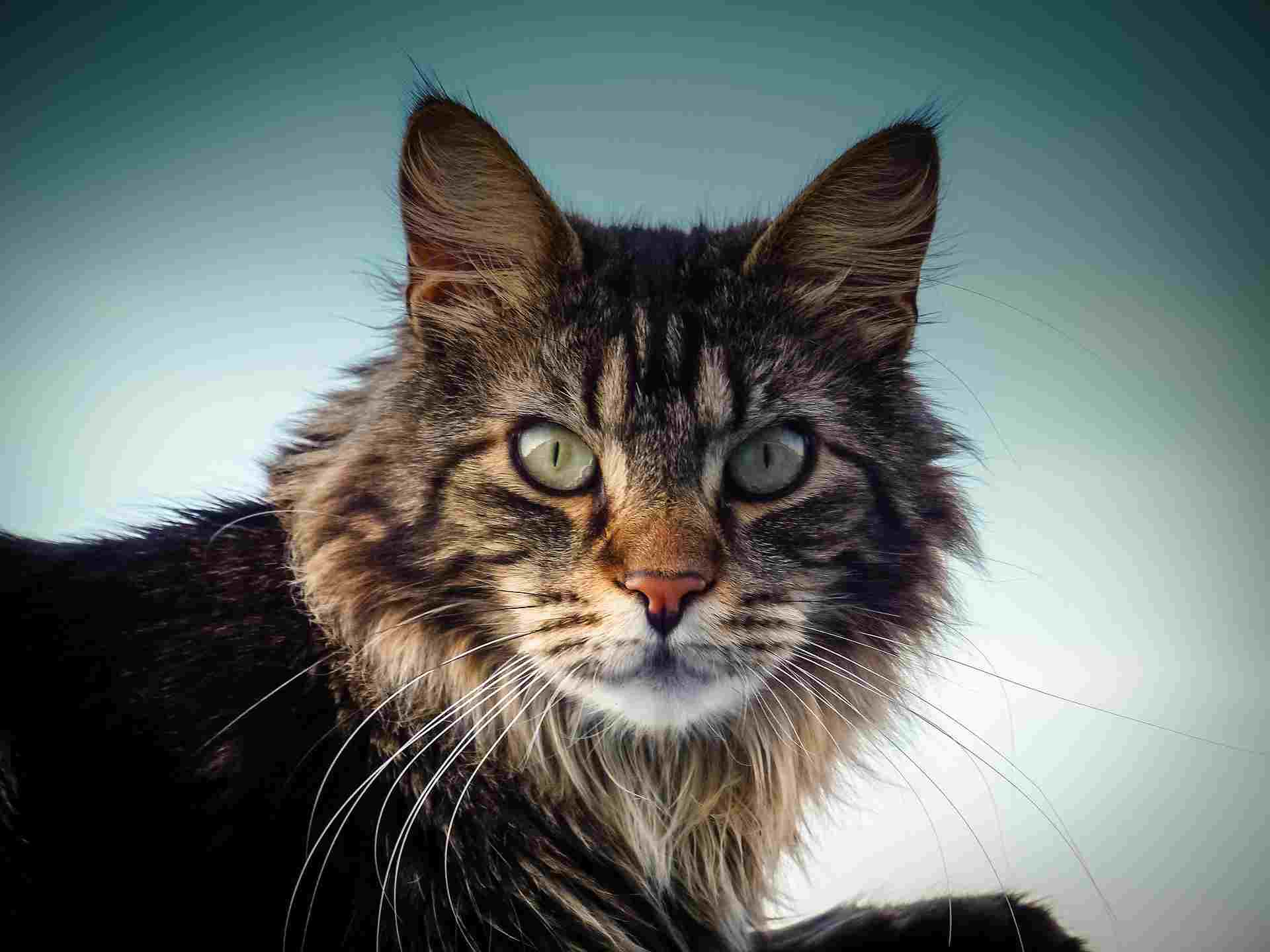 Le Maine Coon La Spa Societe Protectrice Des Animaux