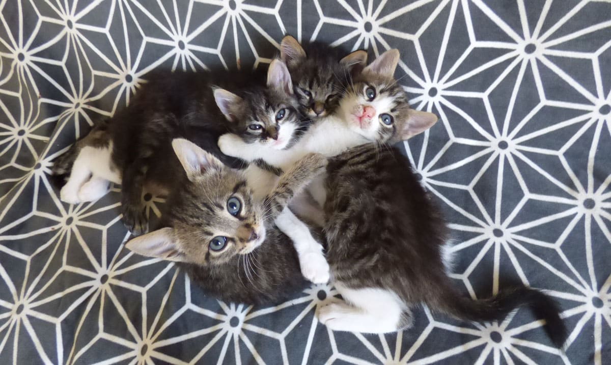 Famille relais LA SPA