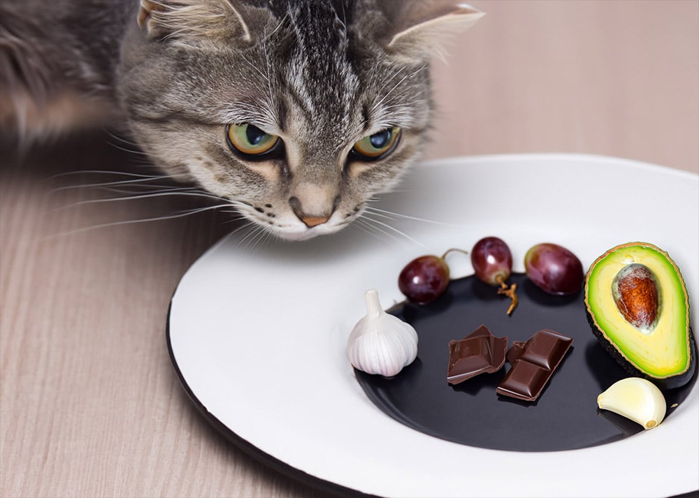 Aliments toxiques pour votre chat quels sontils
