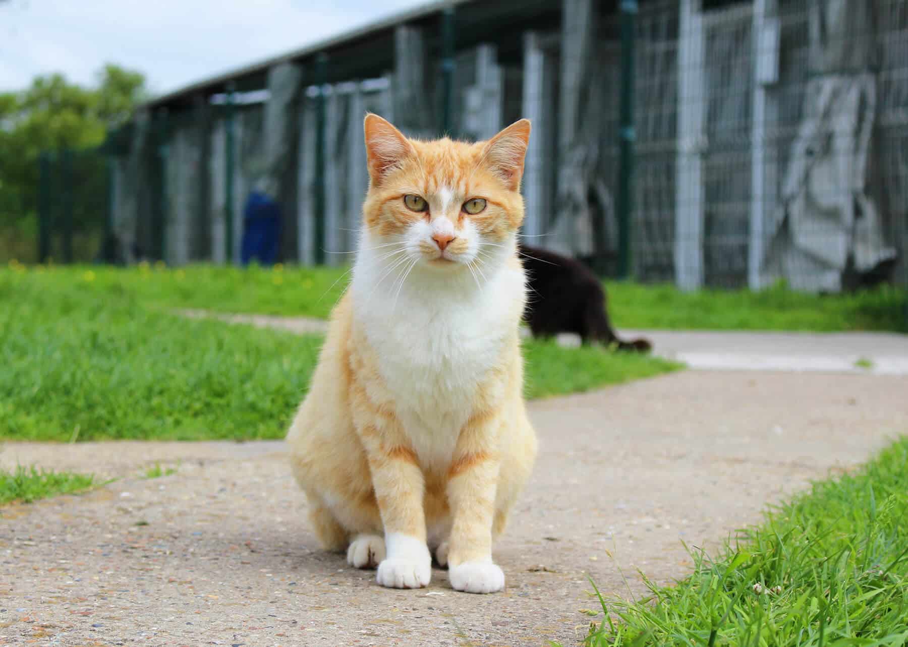 Tout savoir sur la durée de vie d’un chat