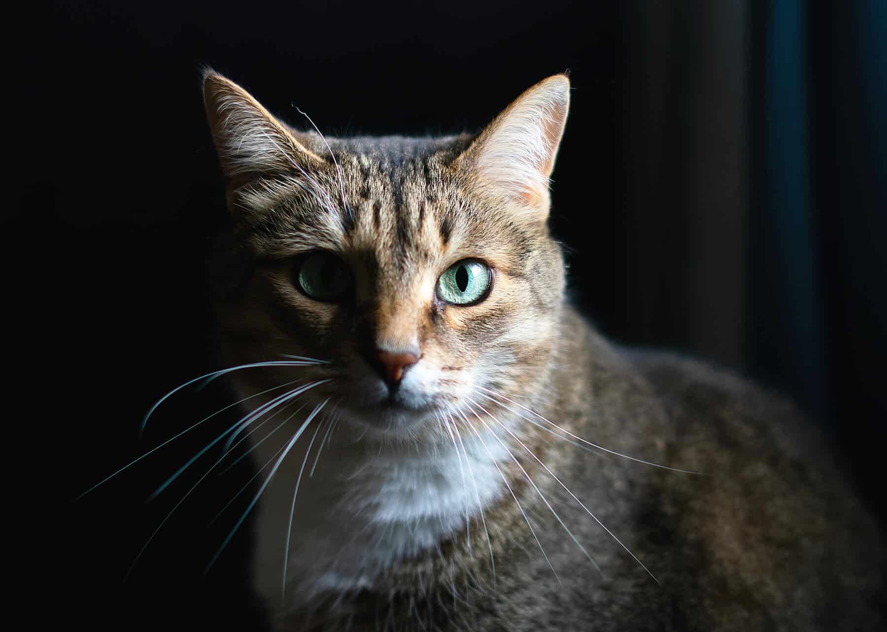 Chat qui miaule la nuit comment y remédier