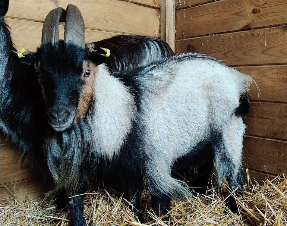 À l'adoption : Abou