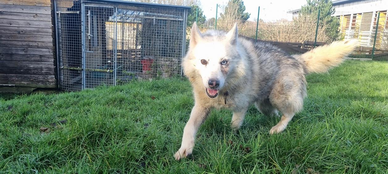 Adopter HIANOUK, Chien Refuge SPA de Cabourg