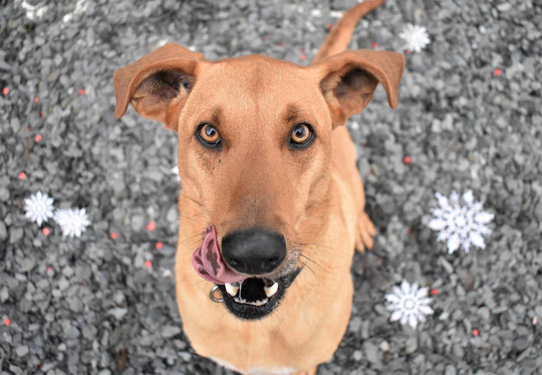 Adopter HED, Chien Refuge SPA de Cabourg