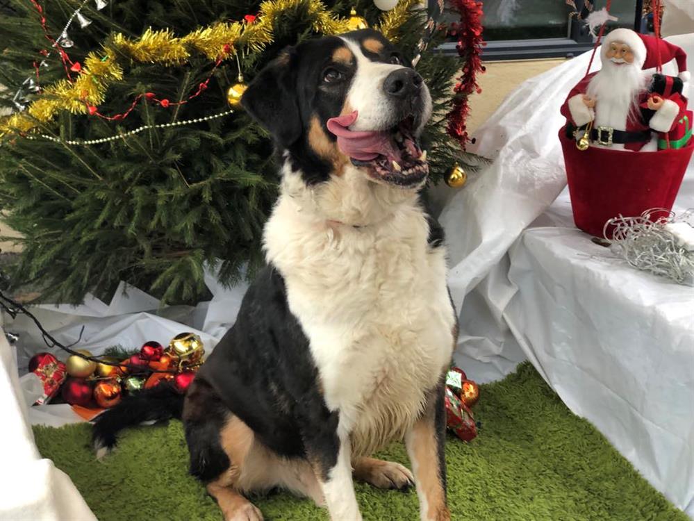 Adopter IDORS, Chien Refuge SPA de Cabourg