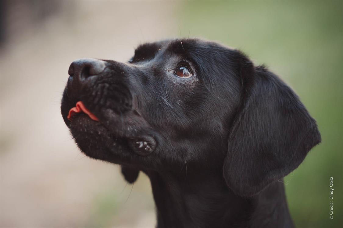 Adopter Prack, Chien Refuge SPA de Cabourg