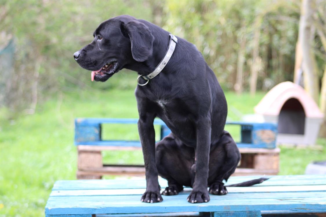 Adopter Prack, Chien Refuge SPA de Cabourg