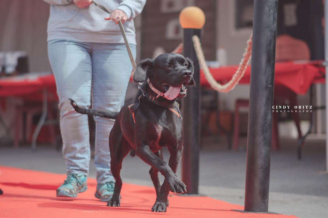 Adopter Prack, Chien Refuge SPA de Cabourg