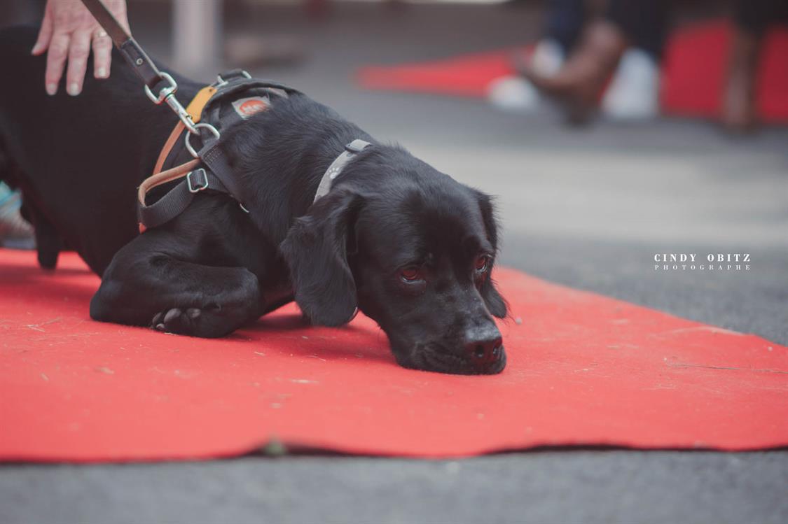 Adopter Prack, Chien Refuge SPA de Cabourg