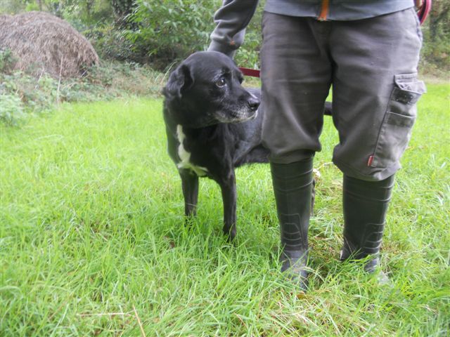 TIANA - labrador 12 ans - Spa d'Inzinzac Lochrist près d'Hennebont (56) Tiana-57539-641ee8afd13e1