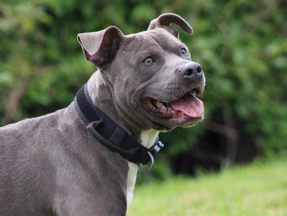 Adopter Sokaï, Chien Refuge SPA de Cabourg