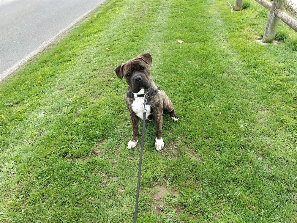 Adopter SNOOPY, Chien Refuge SPA de Cabourg