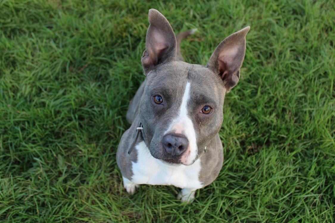 Adopter BLUE, Chien Refuge SPA de Cabourg