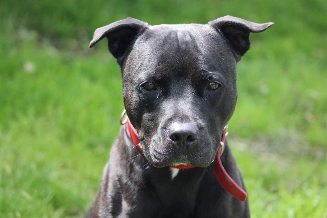 Adopter ARKO, Chien Refuge SPA de Cabourg