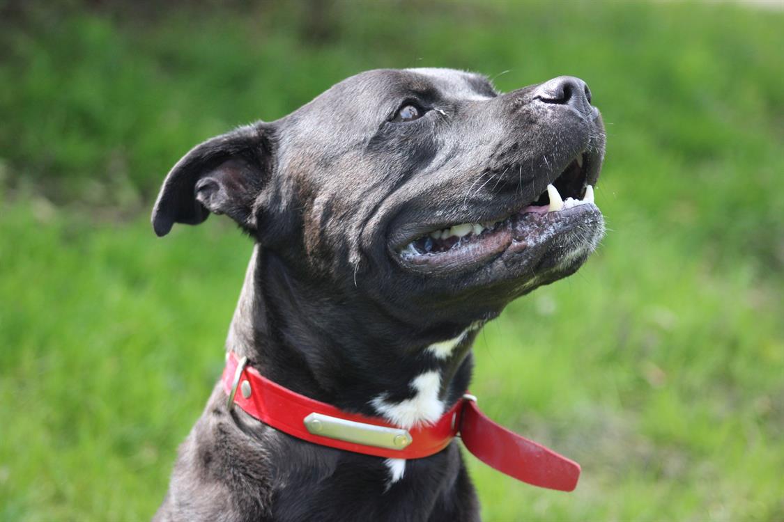 Adopter ARKO, Chien Refuge SPA de Cabourg