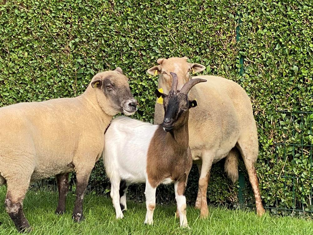 À l'adoption : Chocomenthe