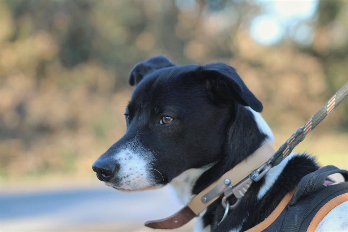 Adopter LACOSTE Chien Refuge SPA de Ch teau D olonne Les