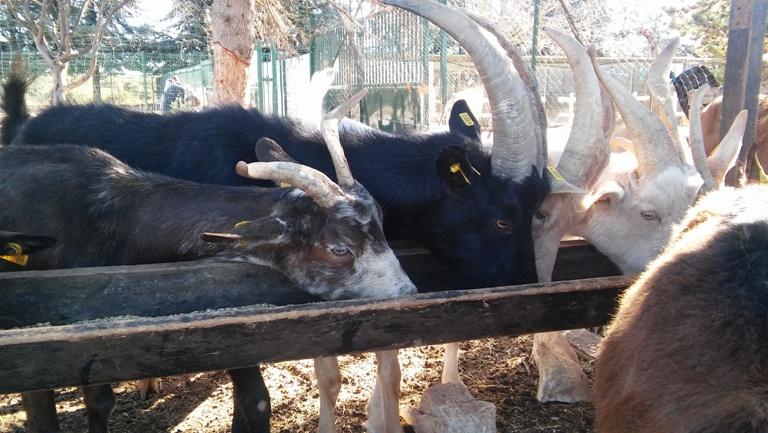 À l'adoption : Igor