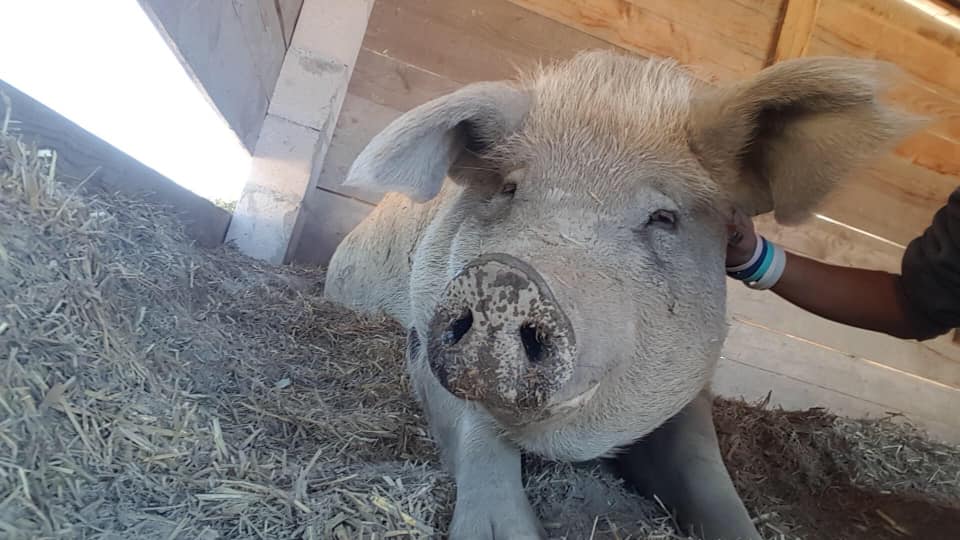 À l'adoption : Gala