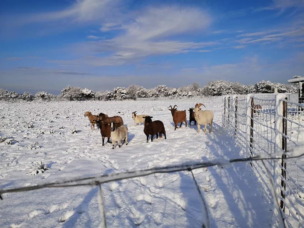 À l'adoption : A_Nommer