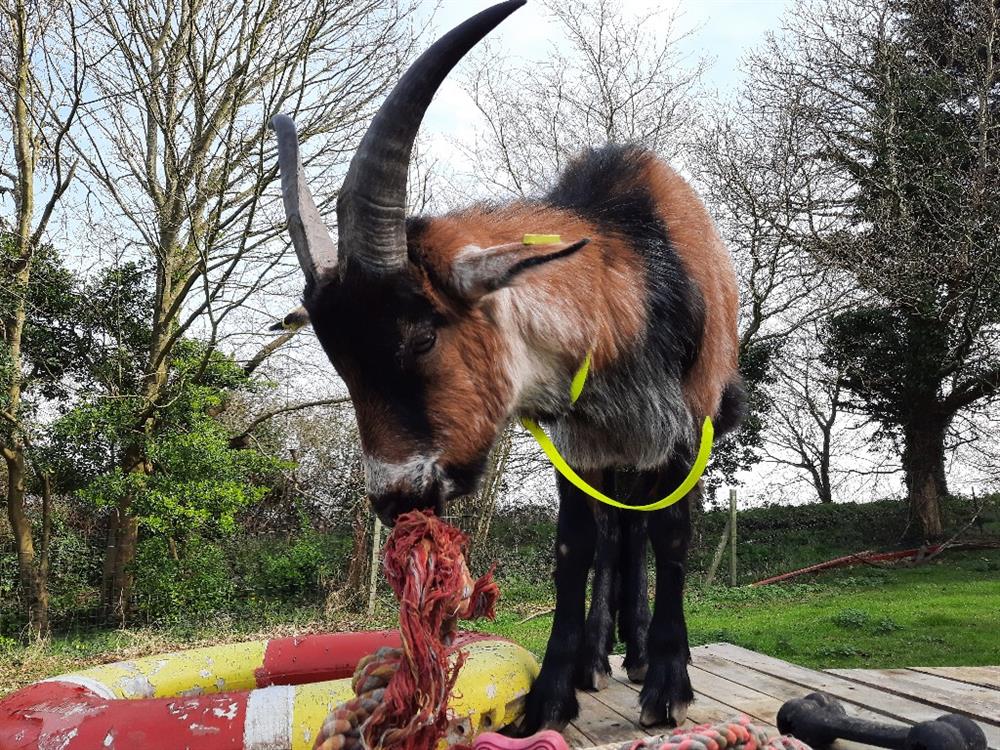 À l'adoption : Jack