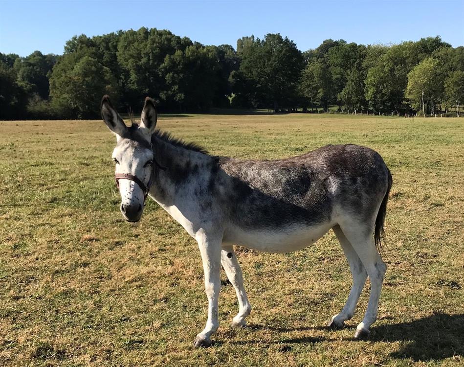 À l'adoption : Douschka