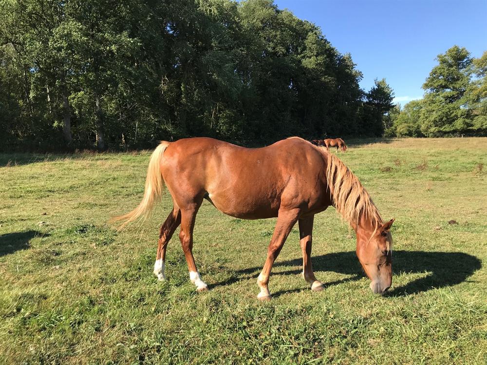 À l'adoption : Miva De Laille