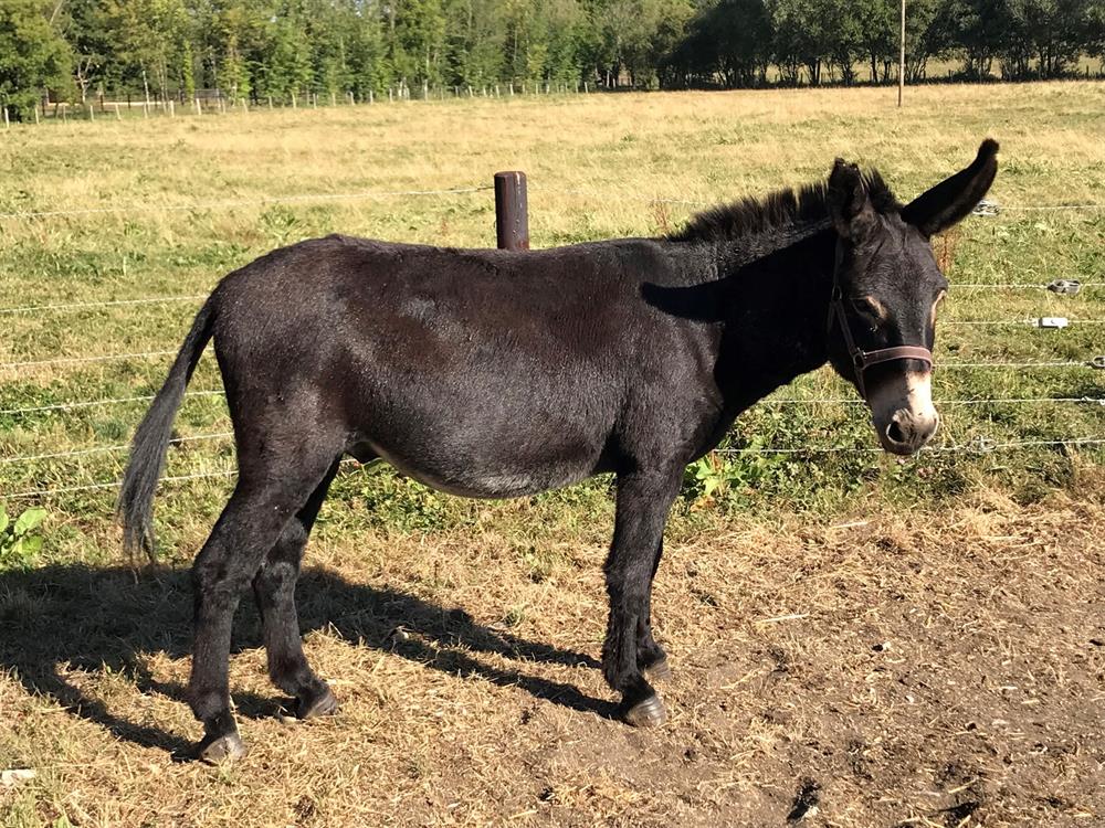 À l'adoption : Noirot