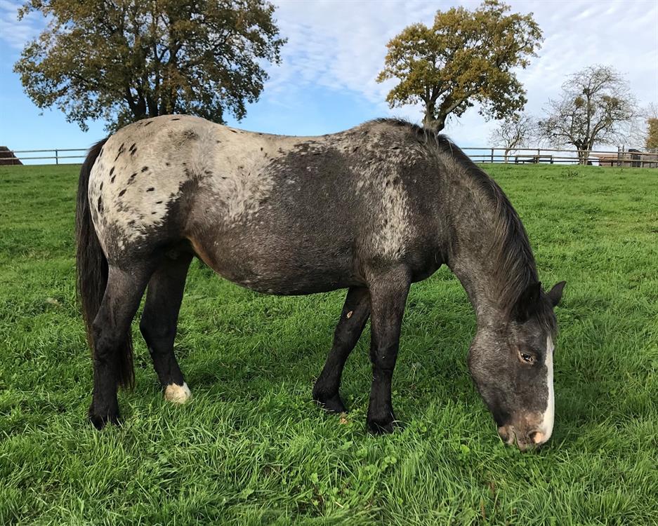 À l'adoption : Germaine