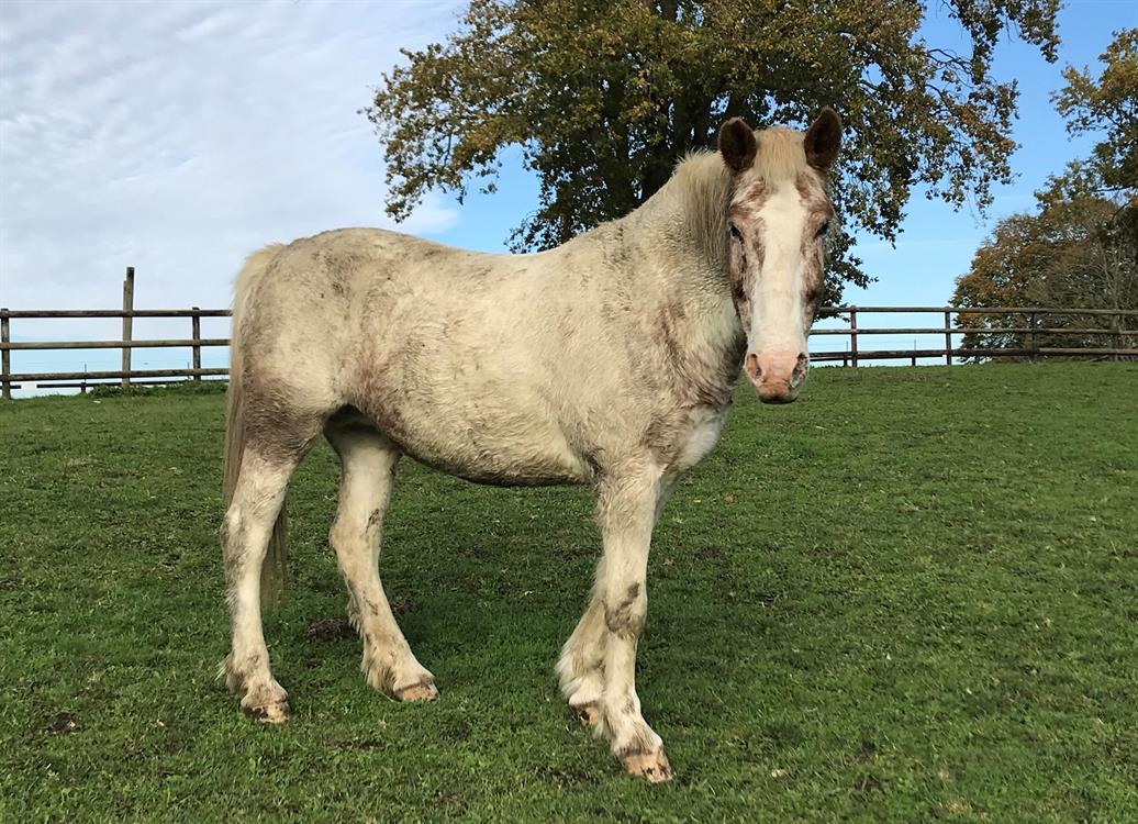 À l'adoption : Lerebe