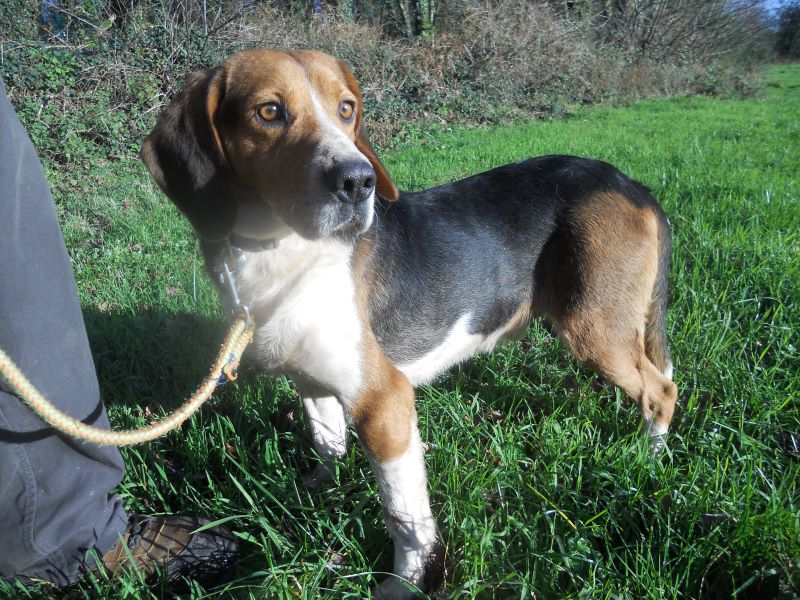 ROLEX - beagle 7 ans - Spa   Inzinzac-Lochrist près d'Hennebont (56) Rolex-66598-65a137bf689d0