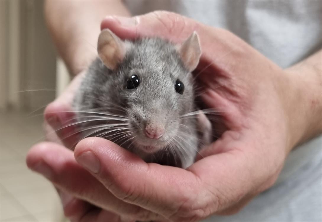 À l'adoption : A_Nommer