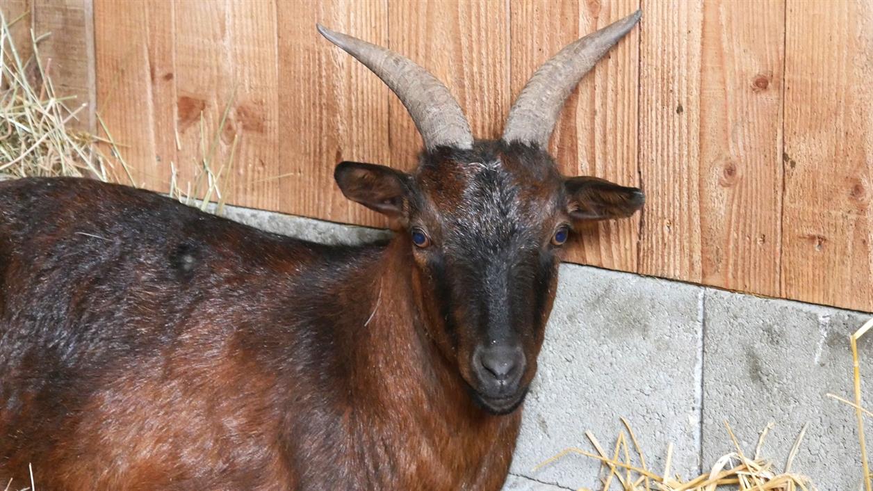 À l'adoption : Kill Bill