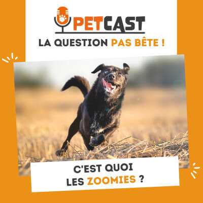 Visuel du Podcast : C'est quoi les zoomies ?