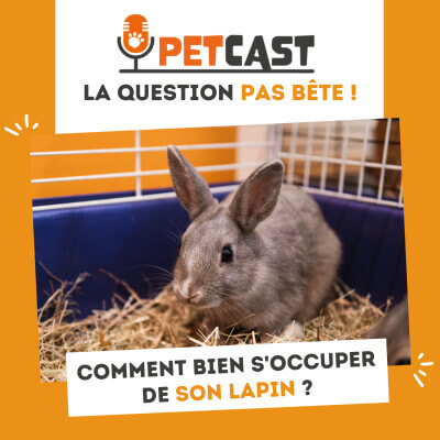 Visuel du Podcast : Comment prendre soin de son lapin ?