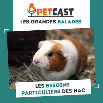 Visuel du Podcast : Les besoins particuliers des NAC