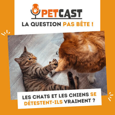 Visuel du Podcast : Les chiens et les chats se détestent ils vraiment ?