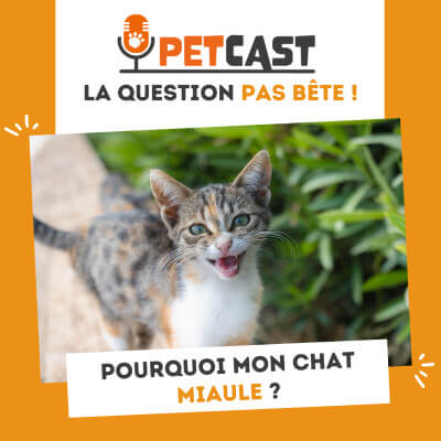Visuel du Podcast : Pourquoi mon chat miaule ?