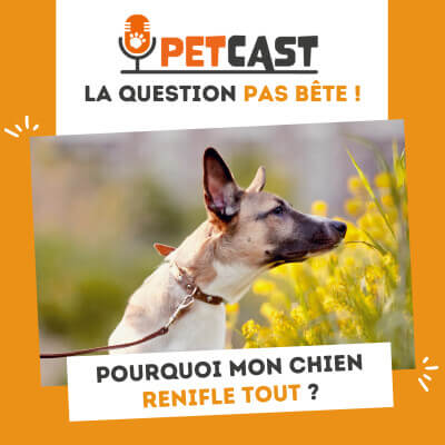 Visuel du Podcast : Pourquoi mon chien renifle tout ?